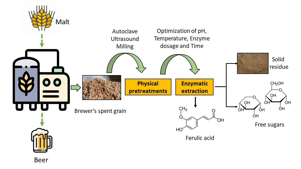 Enzymatic extraction of ferulic acid from brewer’s spent grain: Effect of physical pretreatments and optimization using design of experiments